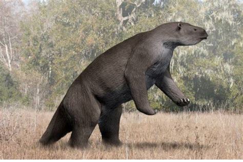 Megatherium: The Giant Sloth Said To Still Roam The .